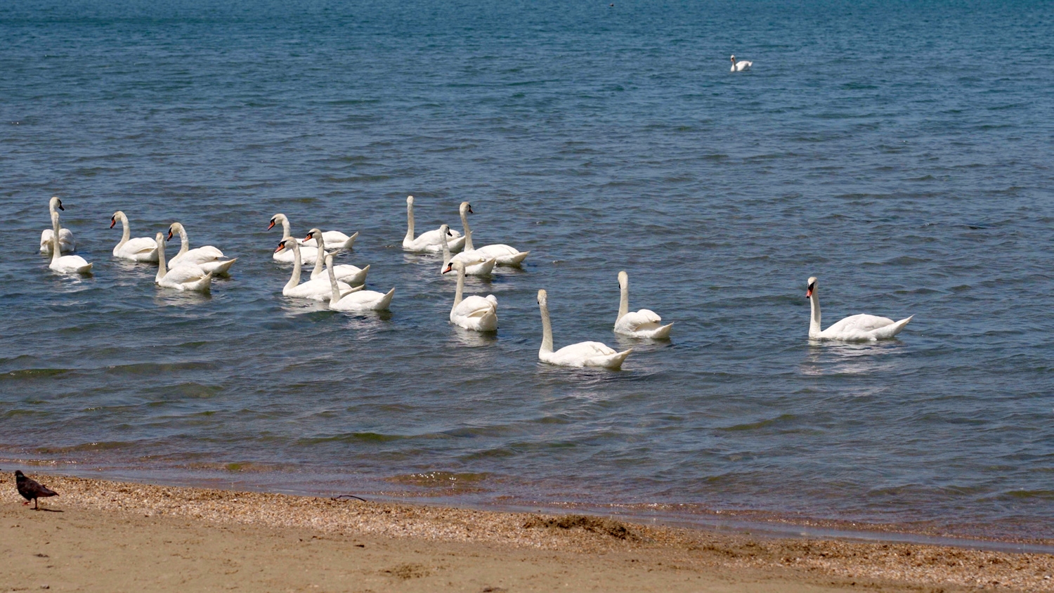  Вернувшихся на побережье животных и птиц нельзя воспринимать как показатель экологической чистоты, подчеркивают экологи