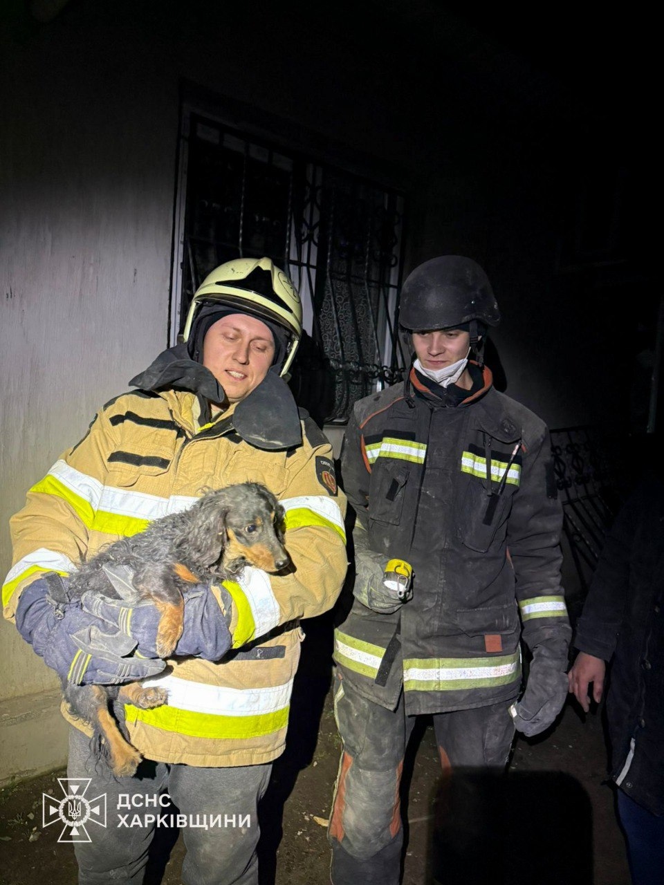 Спасенная собака семейной пары, погибшей в результате авиаудара 20 декабря 2025 года по Изюму в Харьковской области