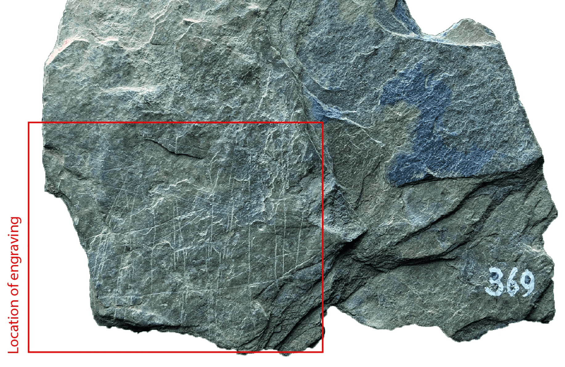 В Германии археологи нашли самое древнее изображение рыбной ловли. Выцарапанным на сланце рисункам 15 800 лет